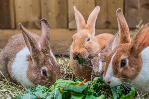 Rabbit urine turned into diamonds.