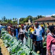 Farmers Field Day by RIKOLTO, Mbeya region.