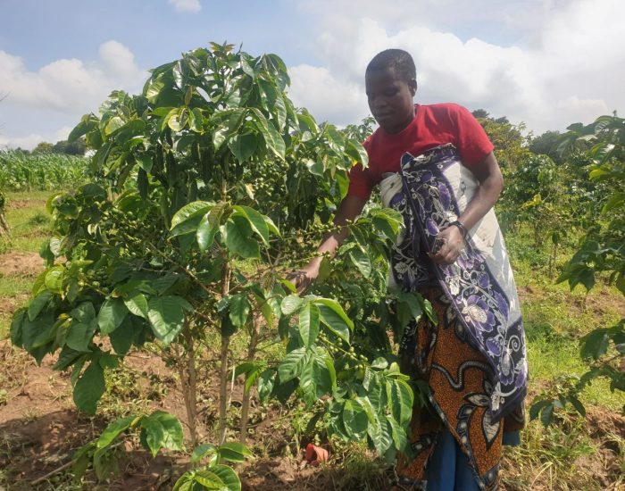 Tanzania’s coffee sector faces severe effects of climate change.