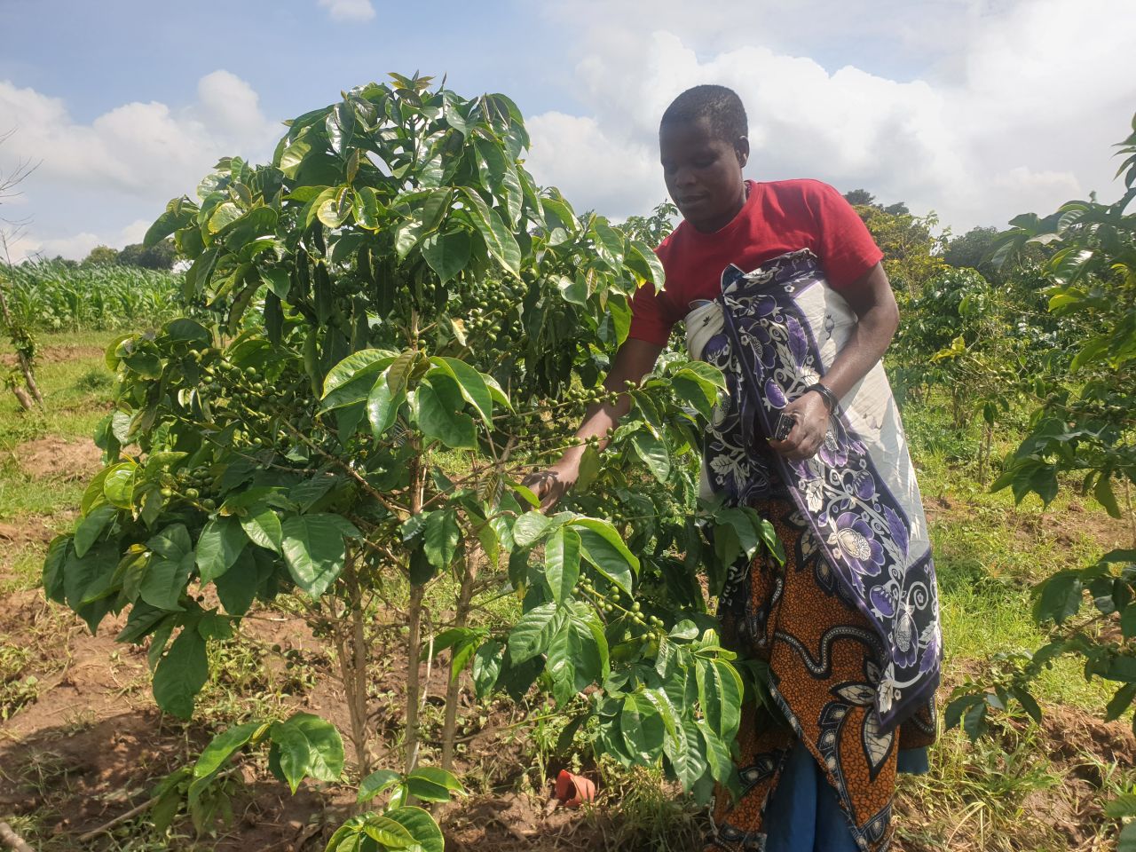 Tanzania’s Coffee Sector Faces Severe Effects of Climate Change.