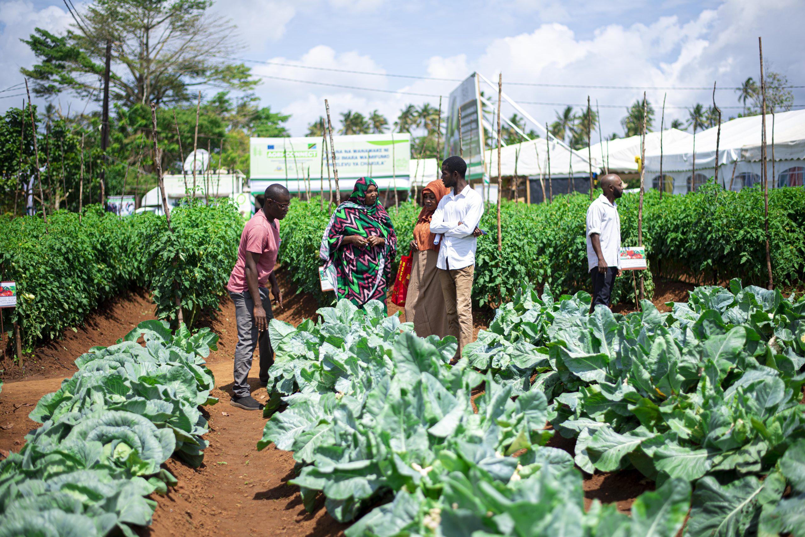 High Value Vegetables and Fruits Production in Zanzibar Cuts Imports to 20%