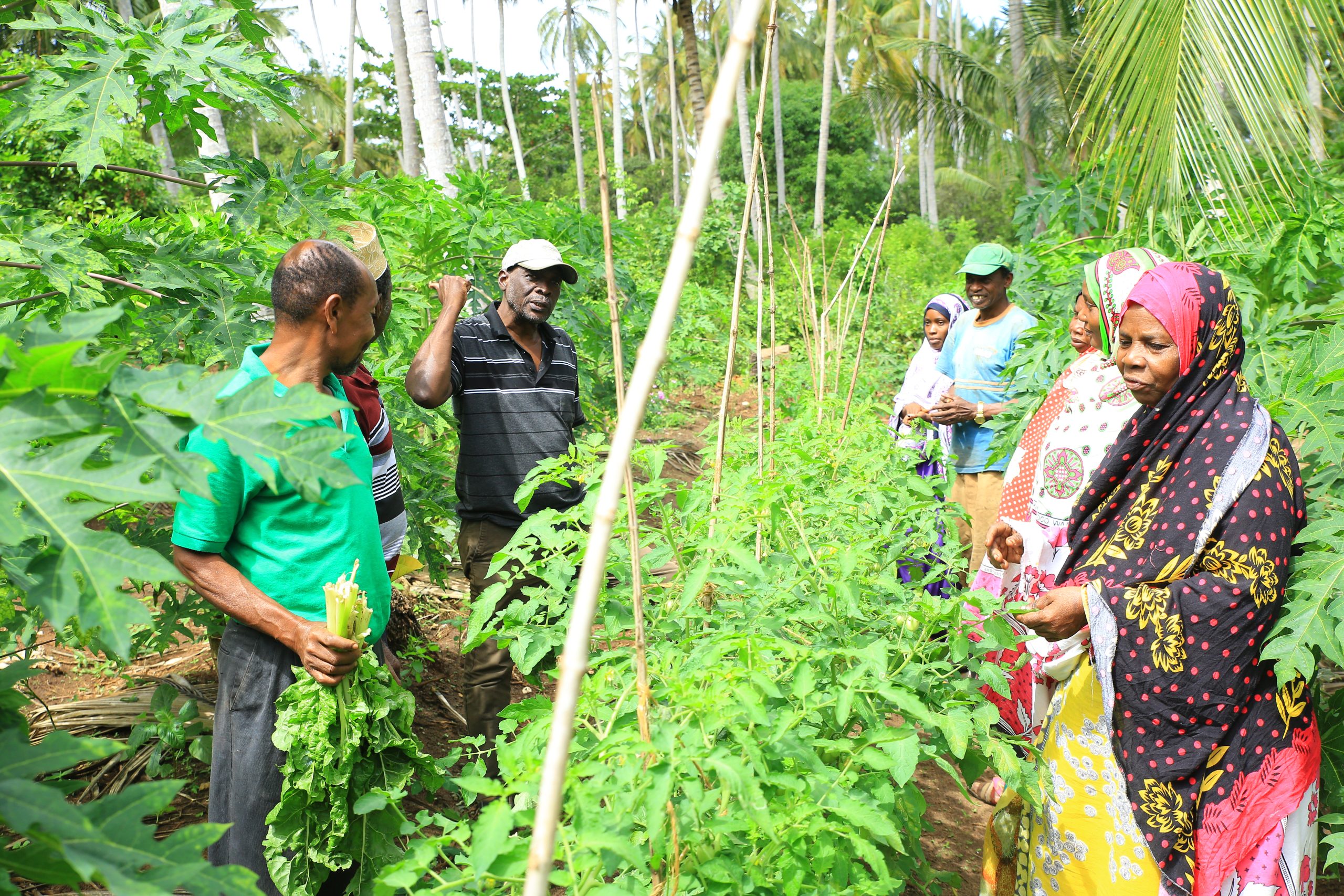 EU-funded programme marks incredible impact on horticulture in Zanzibar.