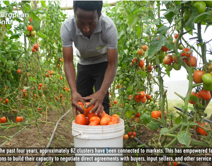 IMPACTFUL VIDEO: The Impact of AGRI-CONNECT Programme: Transforming the Southern Highlands on Horticulture Value Chain.