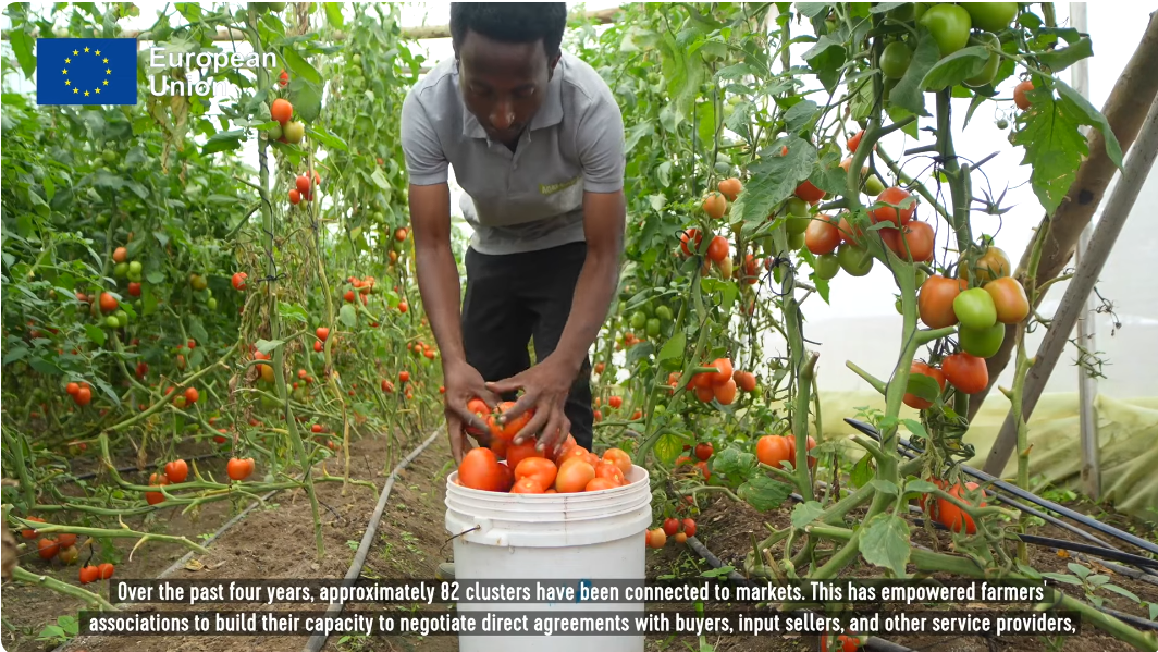 IMPACTFUL VIDEO: The Impact of AGRI-CONNECT Programme: Transforming the Southern Highlands on Horticulture Value Chain.